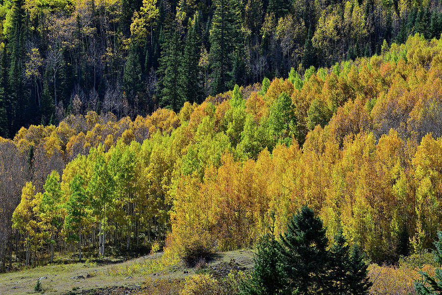 Mountain Photograph - Million Dollar Highway Aspens #1 by Ray Mathis