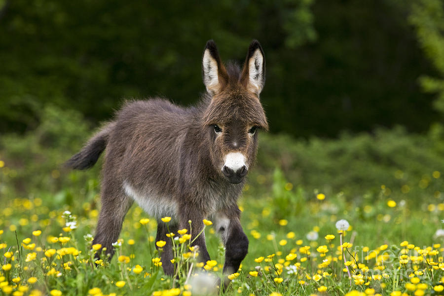 Donkey Photograph - Miniature Donkey Foal #2 by Jean-Louis Klein & Marie-Luce Hubert