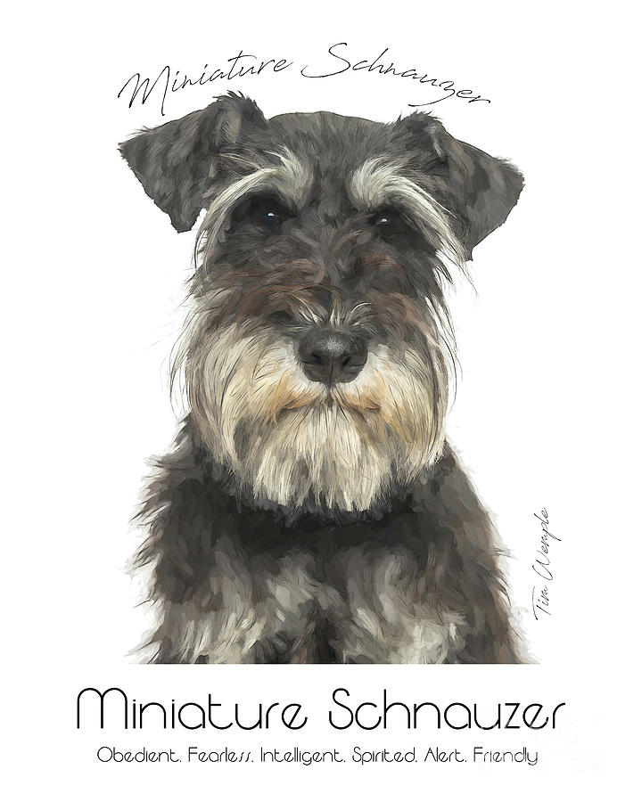 Miniature Schnauzer Poster Digital Art by Tim Wemple