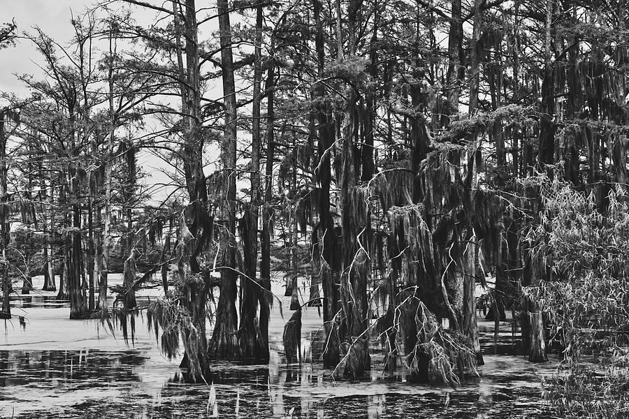 Mississippi Swamp Photograph by Mountain Dreams - Fine Art America