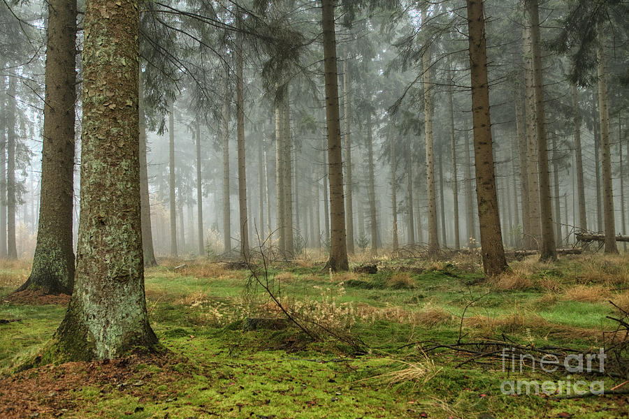 Misty forest #2 Photograph by Patricia Hofmeester