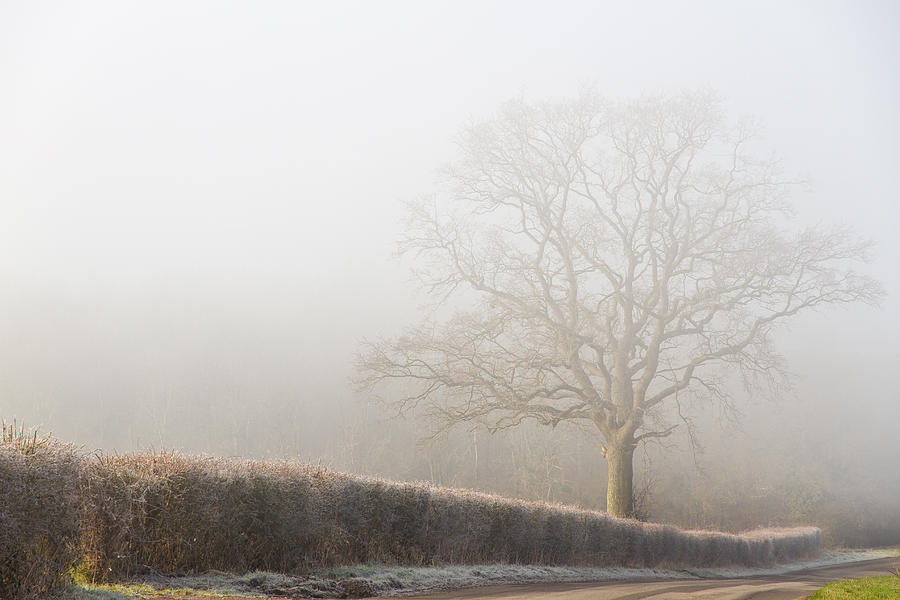 Nature Photograph - Misty Morning #2 by Clare Bambers