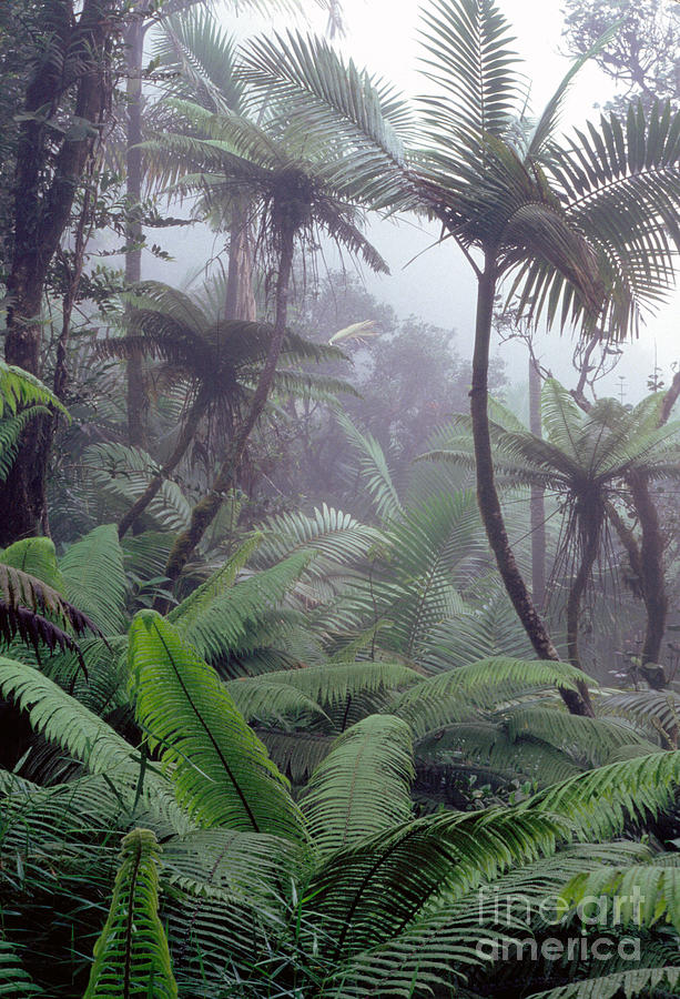 Misty Rainforest El Yunque #2 Photograph by Thomas R Fletcher