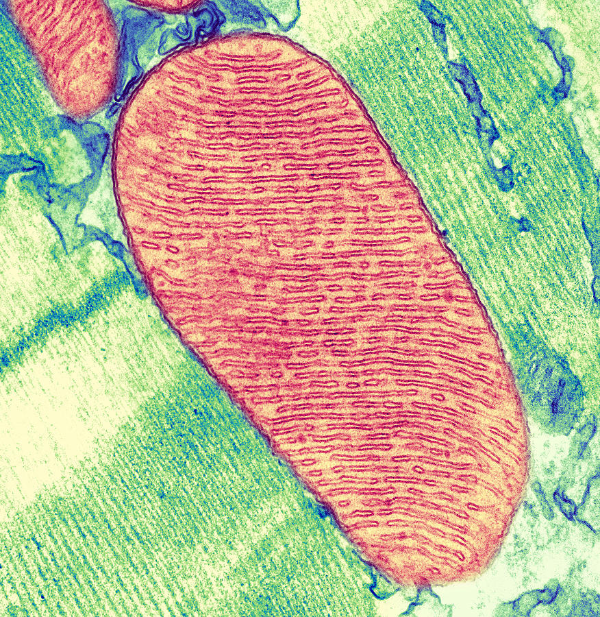 Mitochondrion Photograph - Mitochondrion, Tem #2 by Thomas Deerinck, Ncmir