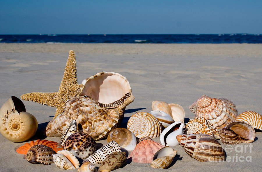 Mix Group of Seashells #2 Photograph by Anthony Totah