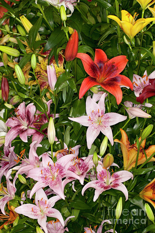 Mixed Assorted Asiatic Lilies flower #2 Photograph by Anthony Totah