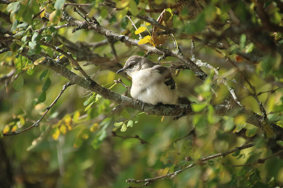 Mockingbird #2 Photograph by Gerald Salamone