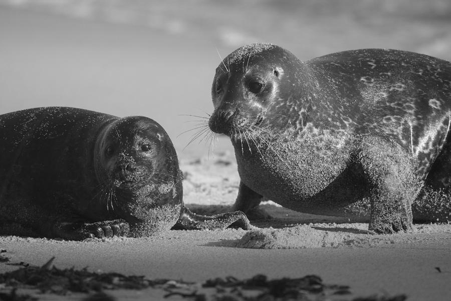 Mom And Pup Harbor Seals Photograph by John F Tsumas