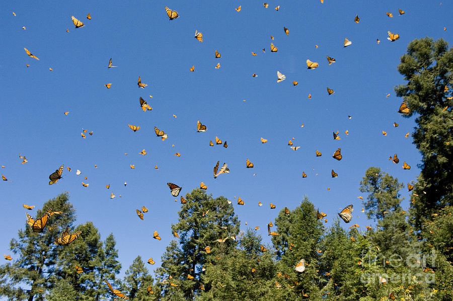 Monarch Butterflies, Mexico #2 Photograph by Howie Garber
