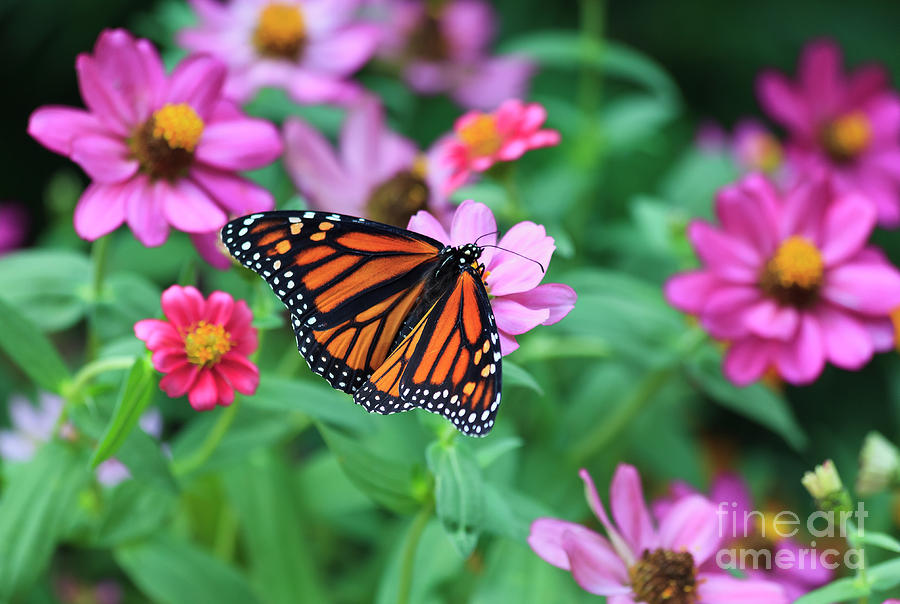 Monarch Butterfly #2 Photograph by Jill Lang
