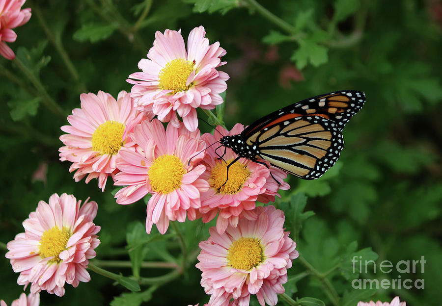 Butterfly Photograph - Monarch Butterfly #10 by Lori Tordsen