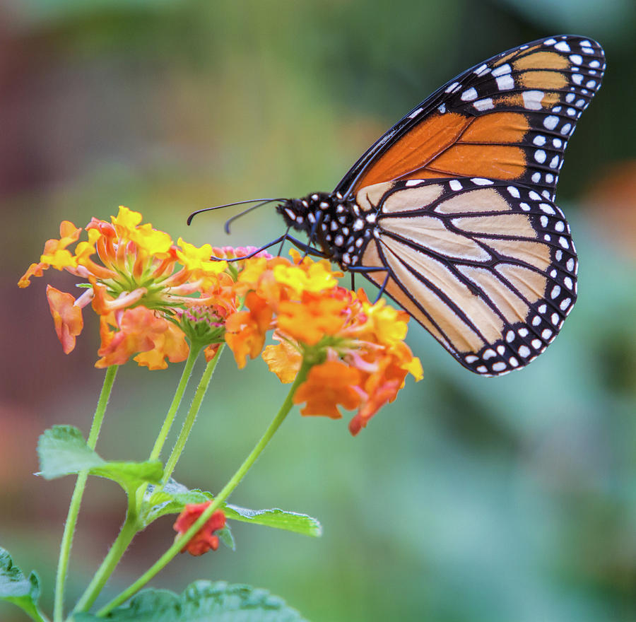 Monarch Butterfly Photograph by Mark Chandler - Fine Art America