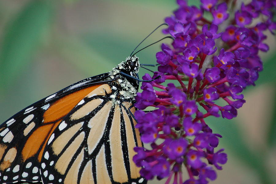 Insects Photograph - Monarch Butterfly #2 by Paul Gavin