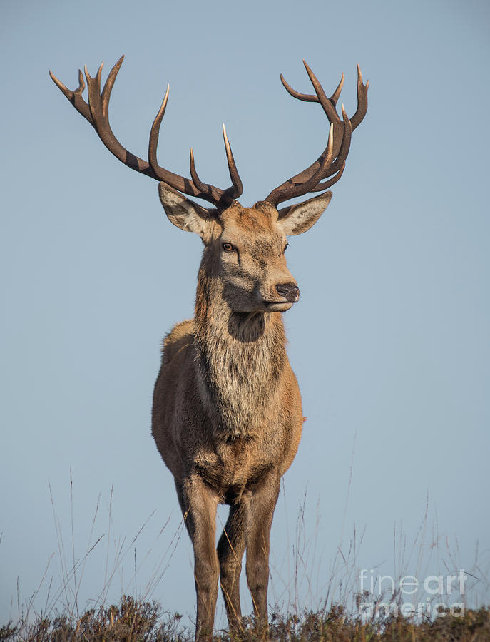Monarch of the Glen #2 Photograph by Keith Thorburn LRPS EFIAP CPAGB