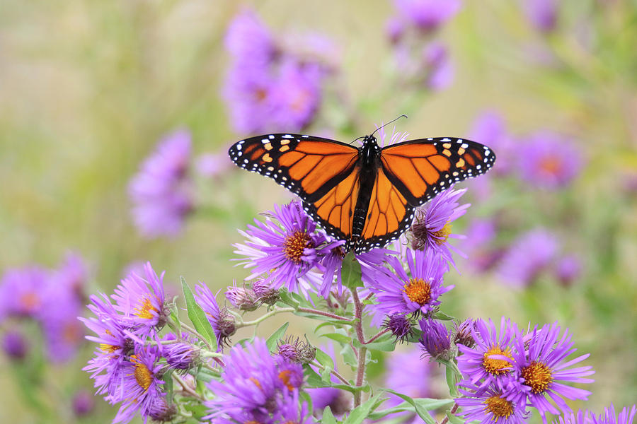 Monarch on Aster #2 Photograph by Brook Burling