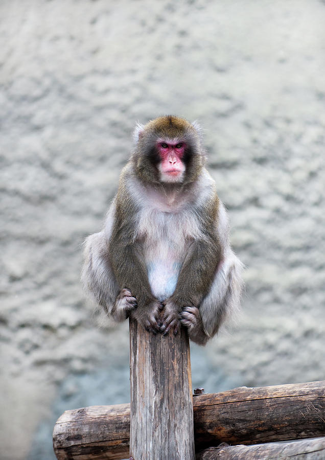 Monkey #2 Photograph by Gouzel -