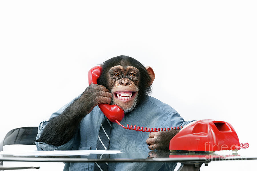 Monkey on phone Photograph by Lise Gagne