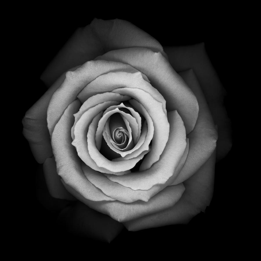 Monochrome Rose #3 Photograph by Oscar Gutierrez