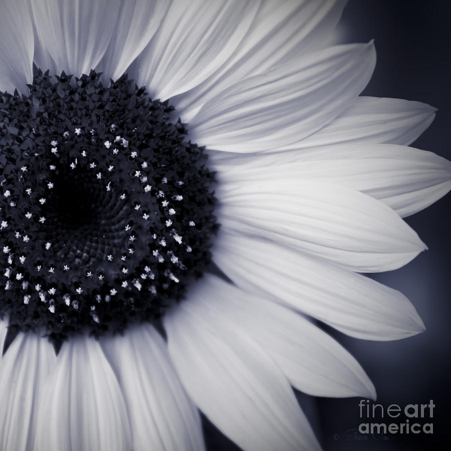 Sunflower Photograph - Monocromatico #2 by Sharon Mau