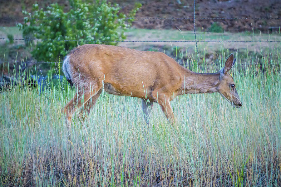Montana Red Deer Doe Grazing In Field #2 Photograph by Alex Grichenko