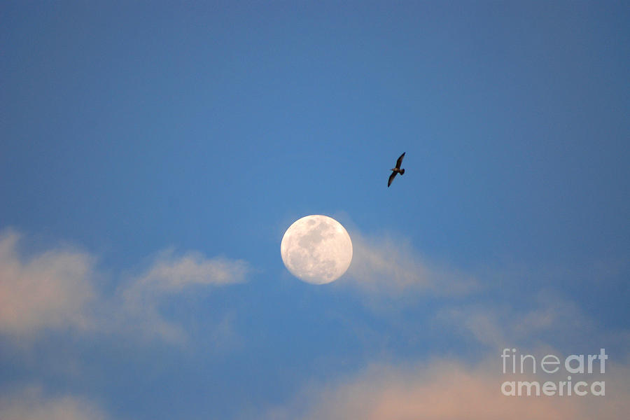 2- Moon Bird Photograph by Joseph Keane