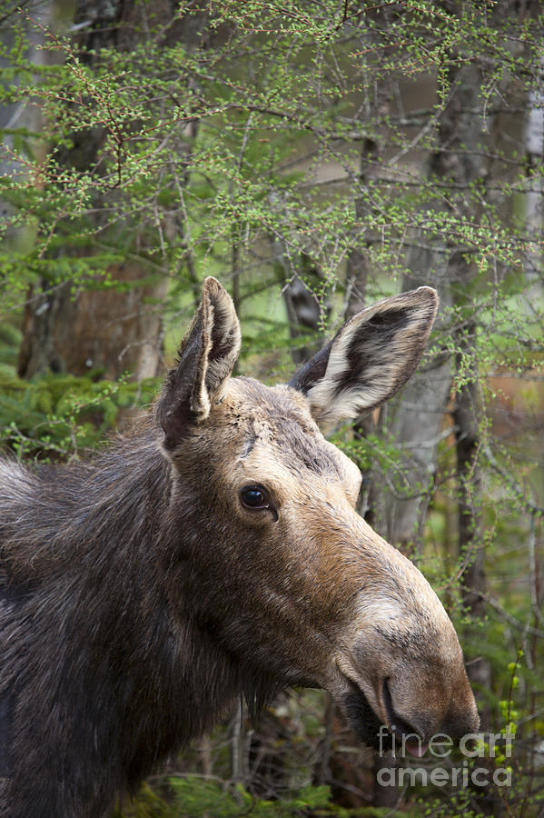 Moose Photograph - Moose - White Mountains New Hampshire USA #2 by Erin Paul Donovan