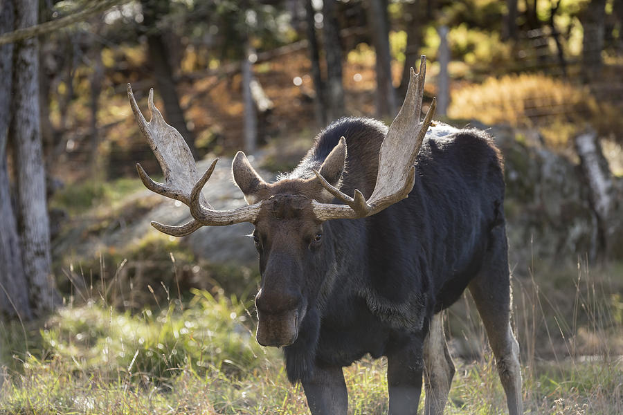 Moose #2 Photograph by Josef Pittner
