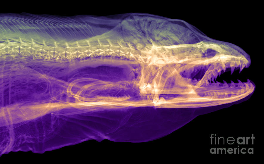 Moray Eel, Gymnothorax Funebris, X-ray #2 Photograph by Ted Kinsman