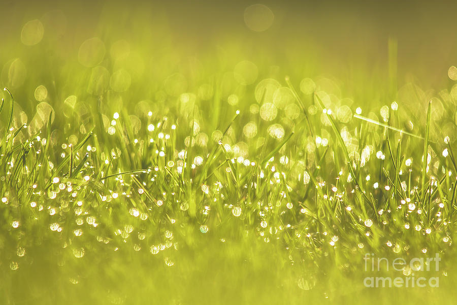 Morning Has Broken Photograph by Cheryl Baxter Morning Has Broken Photograph by Cheryl Baxter