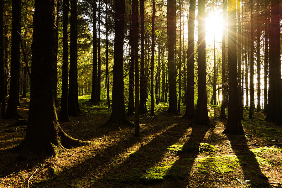 Morning Light Shining Through Pine Forest. Photograph by Daniel Kay