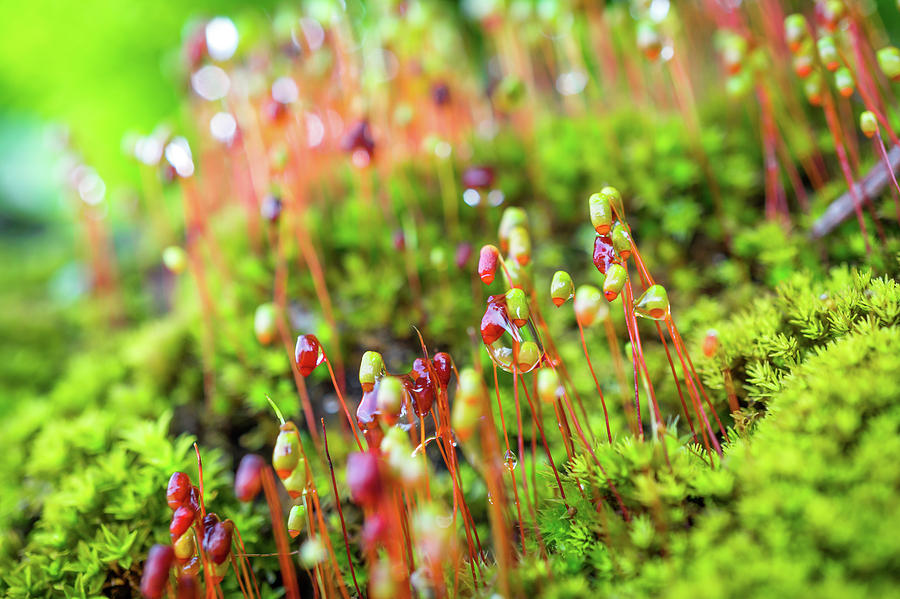 Moss Flowers #1 by Yuka Ogava