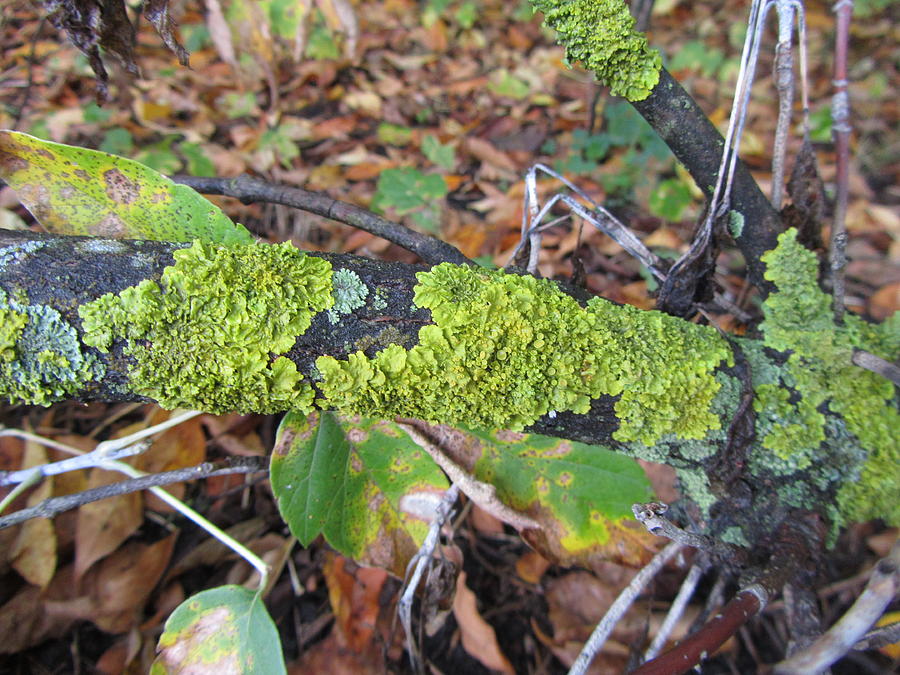 Wine Photograph - Moss #2 by Jackie Russo