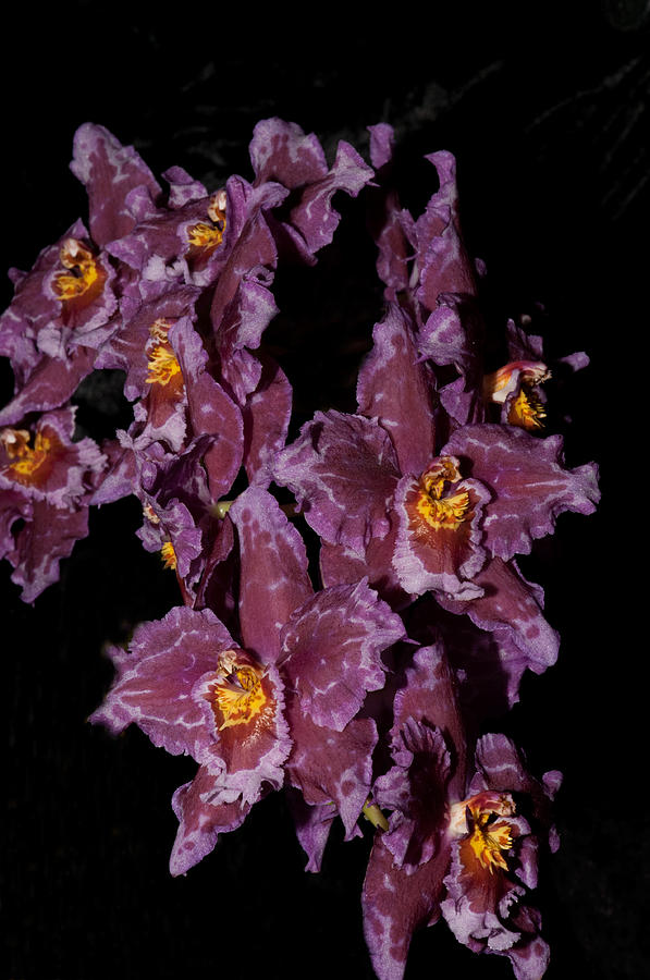Moth Orchids  #2 Digital Art by Carol Ailles