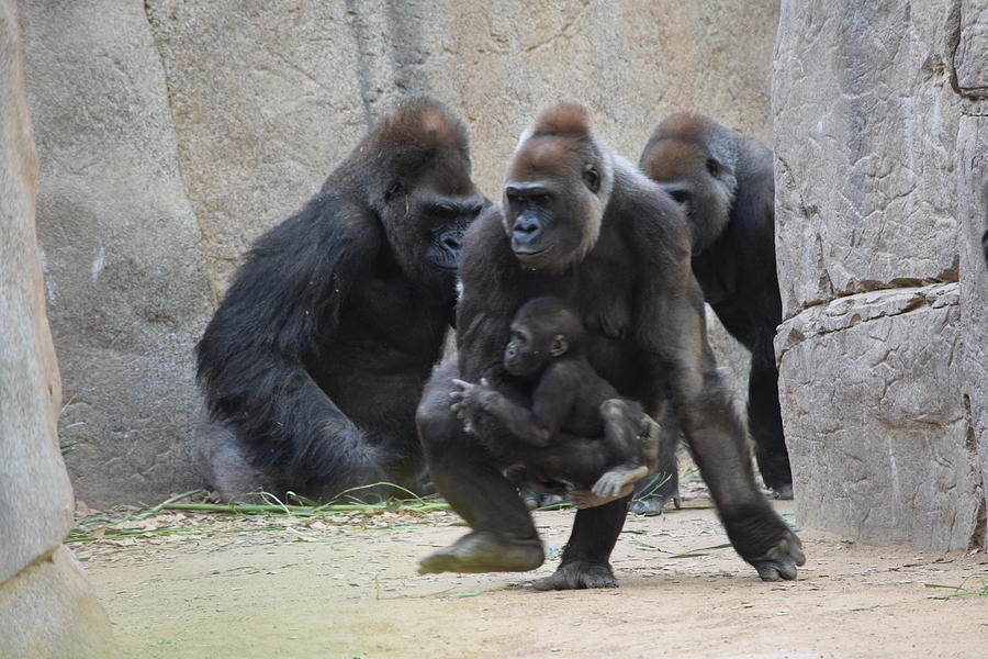 Gorilla Photograph - Mother and Child #4 by Steve Scheunemann
