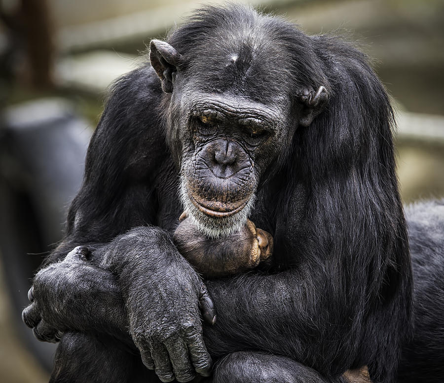 Mother Chimpanzee With Offspring Photograph By Levana Sietses