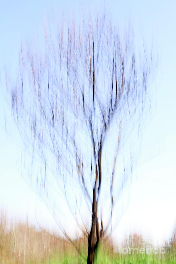 Motion blurred trees  #2 Photograph by Vladi Alon