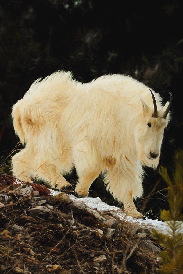Mountain Goat #2 Photograph by Greg Norrell