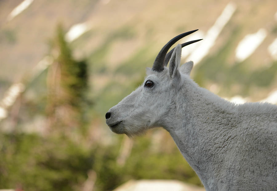 Mountain Goat #3 Photograph by Whispering Peaks Photography