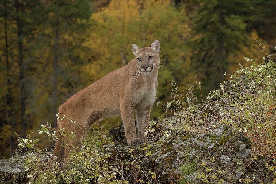 Mountain Lion #2 Photograph by Mary Jo Cox