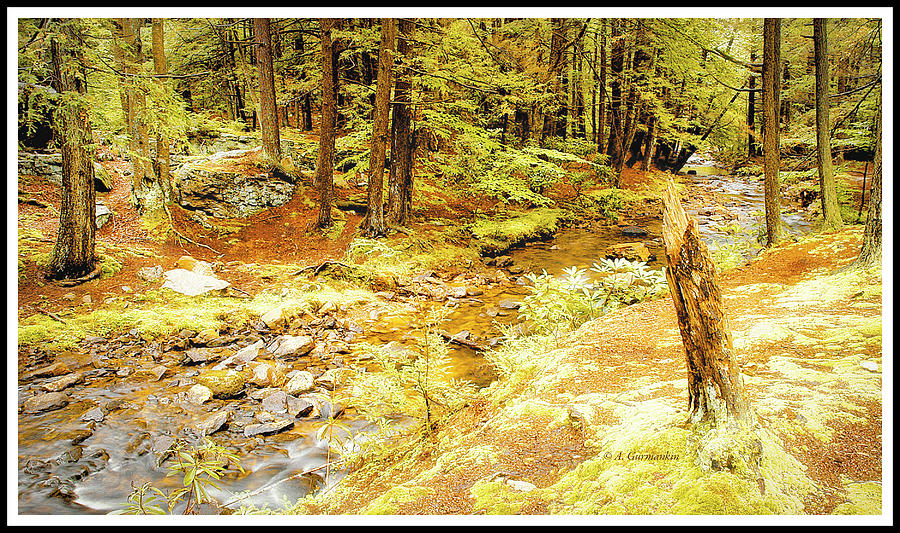 Mountain Stream with Hemlock Tree Stump #2 Digital Art by A Macarthur Gurmankin