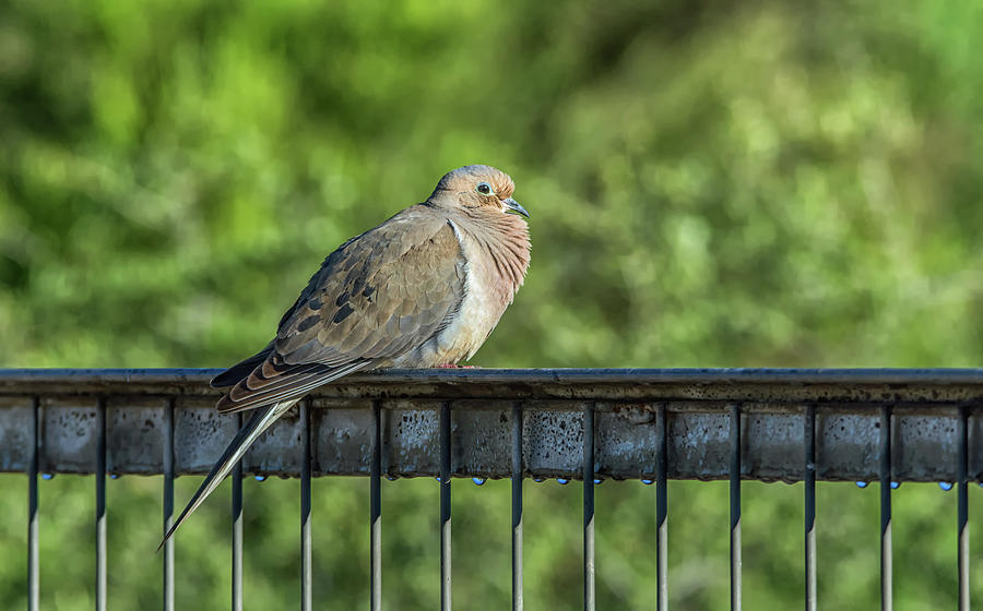 Mourning Dove #2 Photograph by Tam Ryan