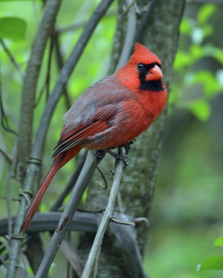 Mr Cardinal Photograph by Philip Ralley - Fine Art America