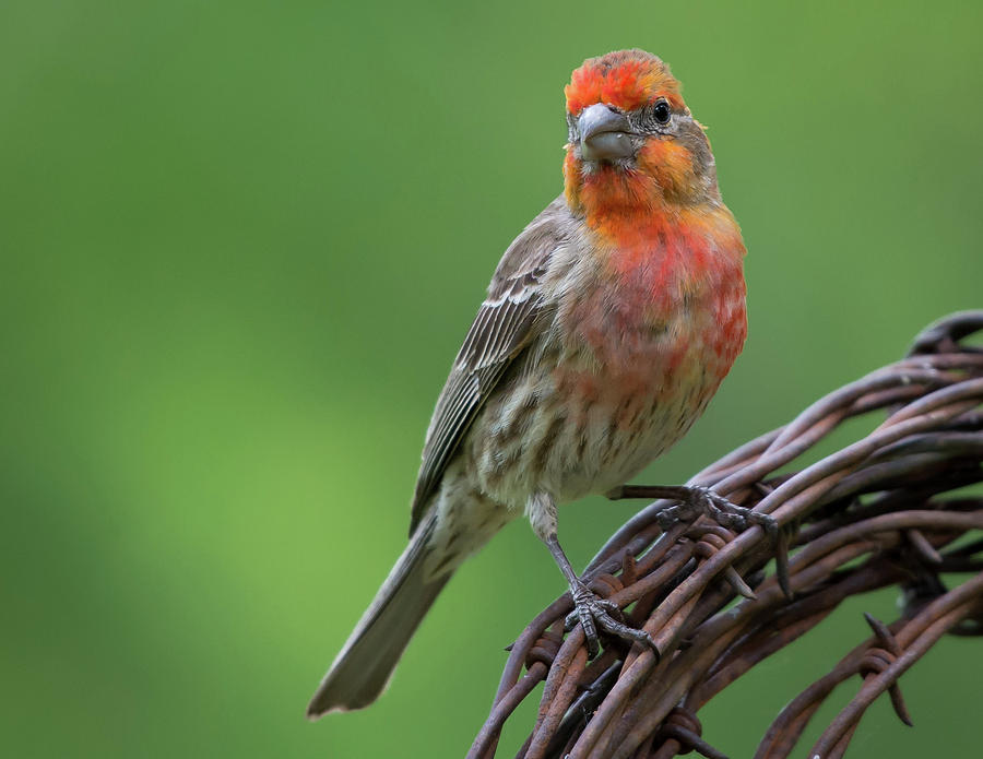 Mr. House Finch Photograph By Larry Pacey - Fine Art America