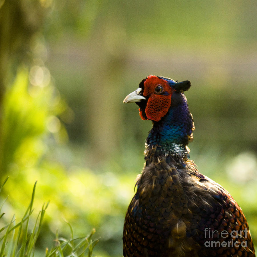 Mr Pheasant #2 Photograph by Ang El