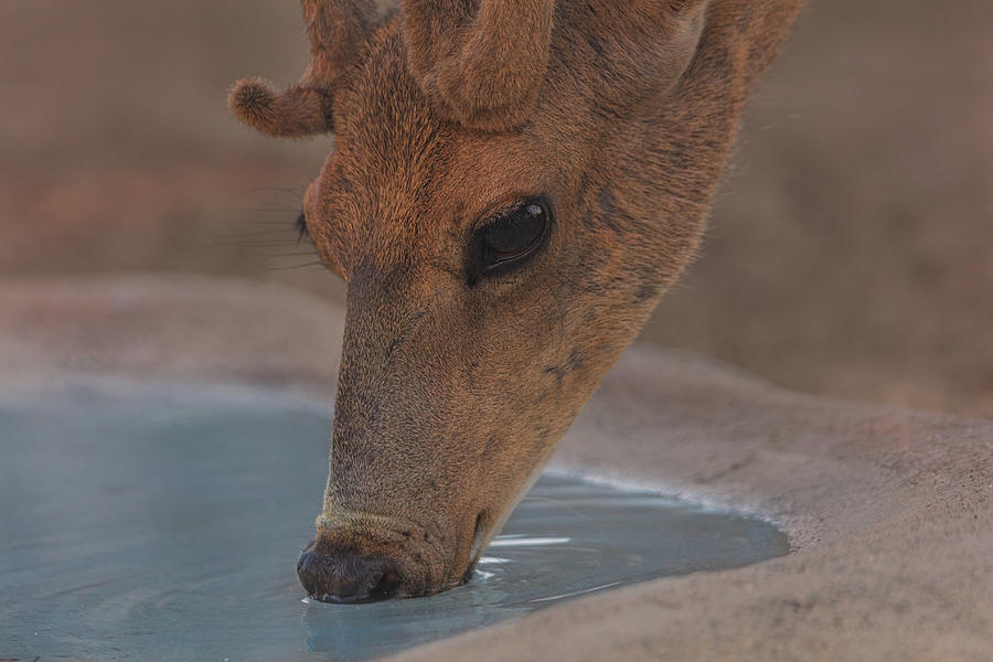 Mule Deer  #2 Photograph by Brian Cross