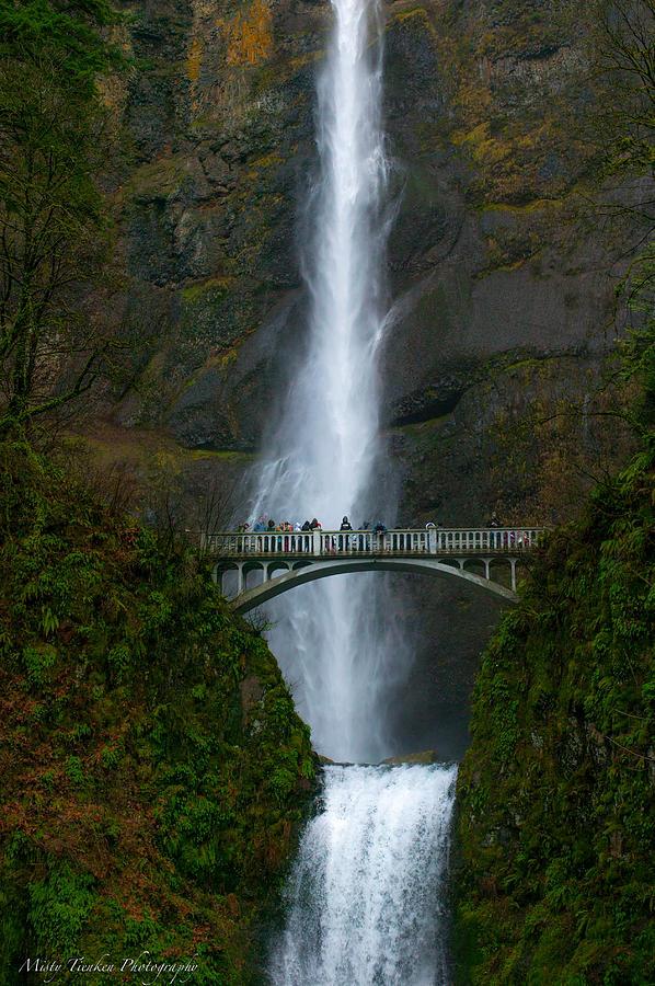 Multnomah Waterfall Photograph by Misty Tienken