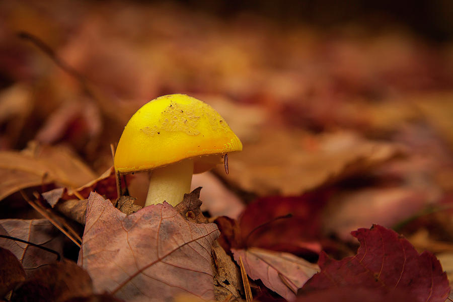 Mushroom #2 Photograph by Benjamin Dahl