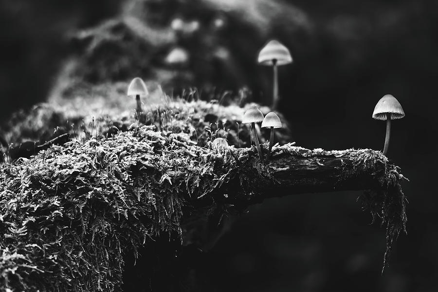 Mushroom Group #2 Photograph by Mountain Dreams