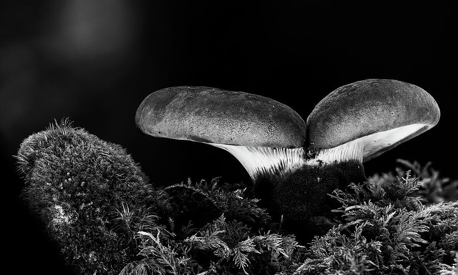 Mushrooms #2 Photograph by Mountain Dreams