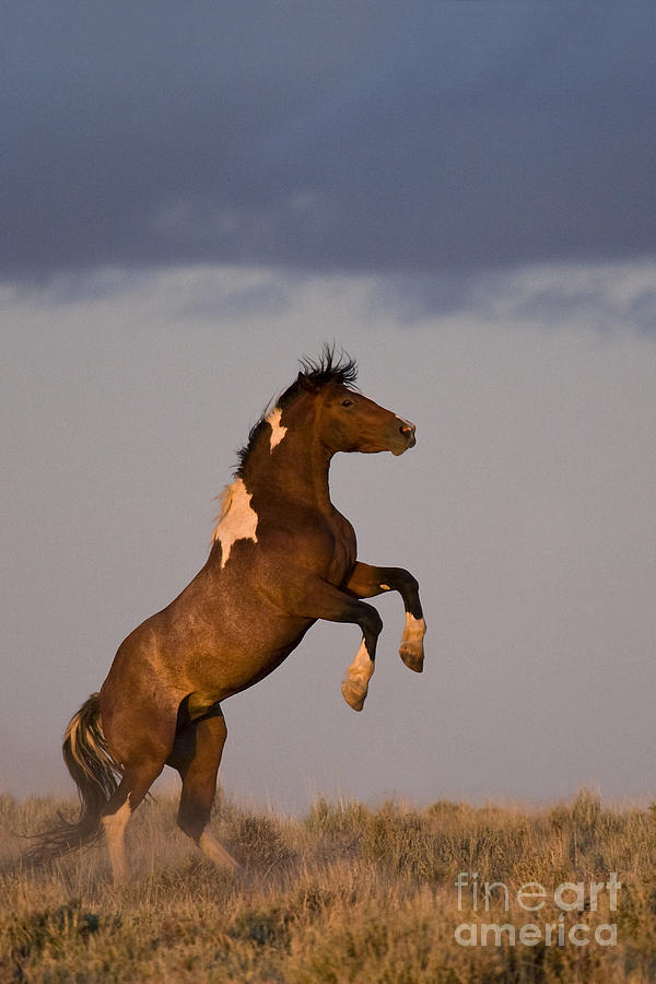Mustang Stallion #2 Photograph by Jean-Louis Klein & Marie-Luce Hubert